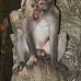 monkey_macaque_balinese_mf_ubud_v_0779_bal0792.jpg